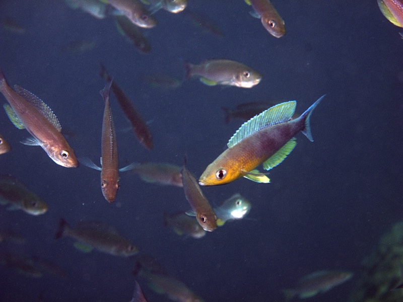 Cyprichromis sp. 'dwarf jumbo' Jakobsen's Beach